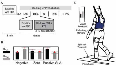 Conservation of Reactive Stabilization Strategies in the Presence of Step Length Asymmetries During Walking